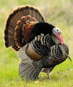 a large turkey standing on top of a grass covered field