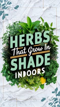 herbs that grow in shade indoors are the best way to keep your garden fresh and healthy