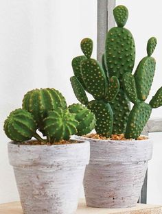 two potted cactus plants sitting on top of a wooden table