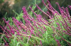 some purple flowers are growing in the grass