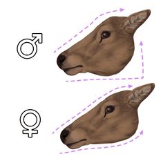 an animal's head is shown in three different positions, including the male and female