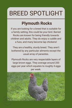 a brochure with an image of a chicken on it's back and the words, breed spotlight plymouth rocks