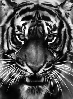 a black and white photo of a tiger's face