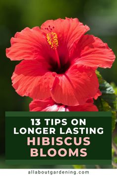 a red flower with the words 13 tips on long - last hibiscus blooms