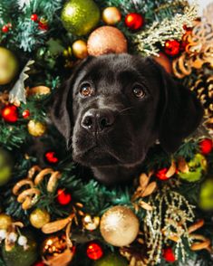 a black dog sitting in front of a christmas wreath