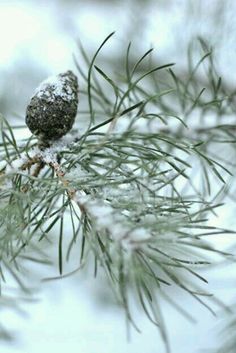 a pine tree branch with snow on it