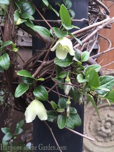 a close up of a plant with leaves and flowers growing on it's side