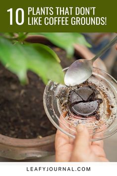 someone is holding a spoon over a potted plant with dirt in it and the words 10 plants that don't like coffee grounds