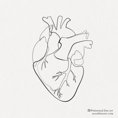 a black and white drawing of a human heart