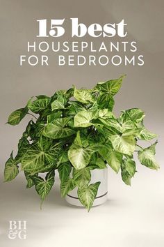 a potted plant with green leaves in it and the words, 15 best houseplants for bedroom's