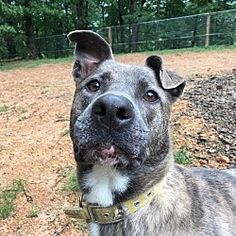 a dog that is looking at the camera while standing in front of some grass and trees