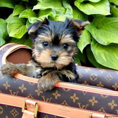 a small dog sitting on top of a brown and pink bag next to green plants