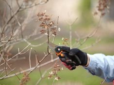 When Is It Too Late to Cut Back Hydrangeas After Flowering? - NewsBreak When To Plant Hydrangeas, Hydrangea Pruning, Big Leaf Hydrangea, Types Of Hydrangeas, Is It Too Late, New Years Traditions, Gardening Landscaping, Gardening Trends