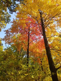 trees with yellow and red leaves in the fall season, looking up into the sky