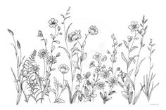 an ink drawing of wildflowers on a white background