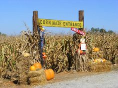 corn maze entrance with scarecrows and pumpkins