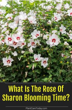 what is the rose of sharon blooming time?