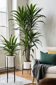 a living room filled with furniture and two large potted plants on top of each other