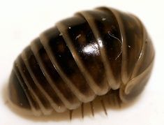 a close up of a brown insect on a white surface