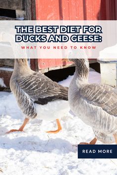 Ducks Duck Feed, Ducks And Geese, Duck Breeds, Big Duck, Homestead Life, Batteries Diy, Small Tub