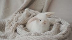 a small white rabbit sitting on top of a blanket