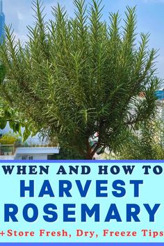 a tree with text overlay that reads when and how to harvest the best rosemary