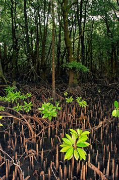 many trees and plants growing in the middle of a swampy area with lots of sticks sticking out of them