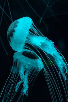 two blue jellyfish swimming in the water