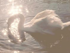 a white swan swimming in the water with sun shining on it's back side