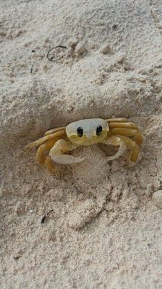 a small crab is sitting in the sand