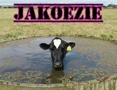 a black and white cow standing in water with the words jakoezie above it