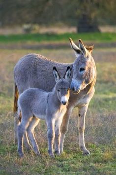 an adult donkey standing next to a baby donkey in a grassy field with trees in the background