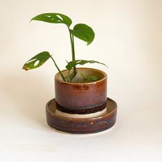 a potted plant sitting on top of a wooden plate