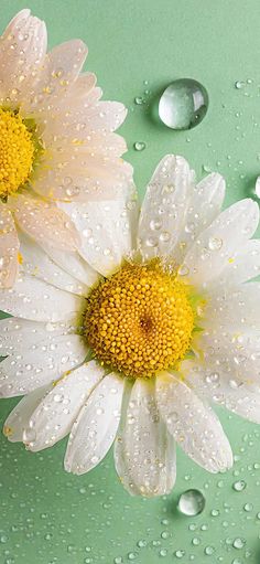 two white flowers with yellow center surrounded by drops of water on green surface, closeup