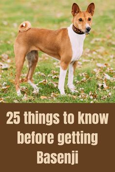 a brown and white dog standing on top of a grass covered field next to leaves