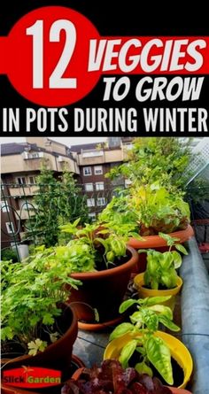 the cover of 12 veggies to grow in pots during winter