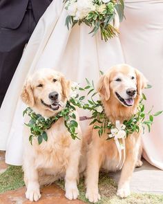 two golden retriever dogs wearing green leaves on their collars, standing next to each other