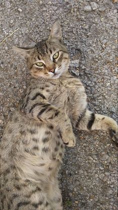 a cat laying on its back in the street