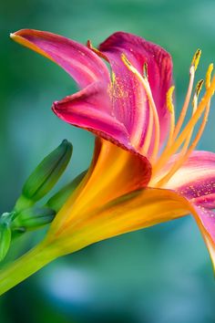 a pink and yellow flower with a quote from william h botecker on it