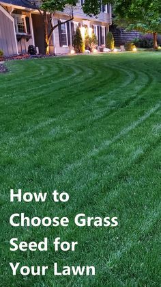 dark green lawn with stripes. Text overlaid: How to Choose Grass Seed for Your Lawn. Best Grass Seed Lawn, Different Types Of Grass, Grass Seed Types, Privacy Landscaping Backyard, Best Grass Seed, Lawn Renovation, Artificial Grass Garden