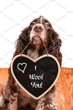 a brown and white dog holding a black sign with the words woof you written on it