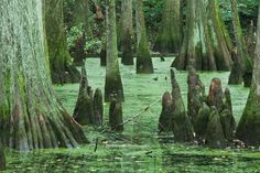 the swamp is full of moss and trees