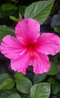 a pink flower with green leaves around it