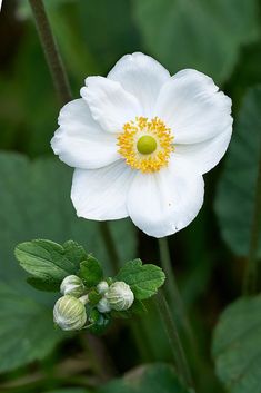 a white flower with yellow stamen in the center surrounded by green leaves and buds