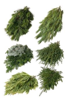 four different types of evergreens on white background