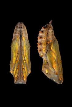 an image of two different types of insect wings