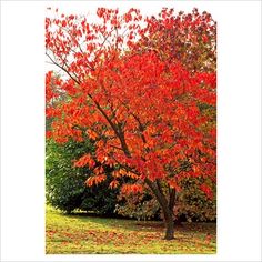 a tree with red leaves in the fall