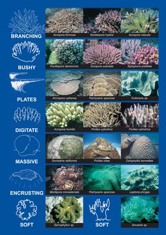 an ocean poster with different types of corals