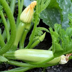 an unripe zucchini plant growing in the garden royalty photo