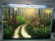 an aquarium filled with plants and water